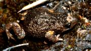 Frog on ground