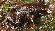 Frog on moss