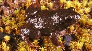 Frog on moss