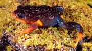 Frog on moss