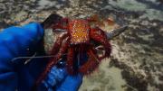 An Orange spotted hermit crab