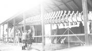 Two boys looking at the Blue Whale at the WA Museum c1930 