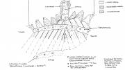 Bow internal drawing