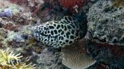 A Moray eel emerging from reef from Cassini Island