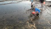 Members of the field team conducting an intertidal survey at Long Reef