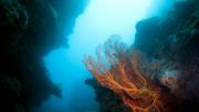 A gorgonian sea fan attached to rock