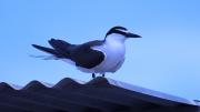 A bird sits on a roof