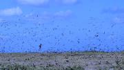 Thousands of sea birds flying and roosting on an island