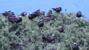 Brown sea birds roost in a bush