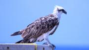 A bird of prey sits on the edge of a building overlooking the ocean