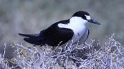 A bird sits on a bush