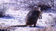 A small wallaby stands on sand amongst coastal scrub