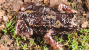 Crawling Toadlet on ground