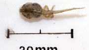 Image of a tadpole