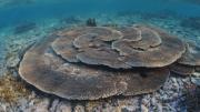 The coral reefs of the Abrolhos Islands