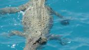 A saltwater crocodile swimming in the ocean