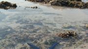 A sea star recorded during an intertidal survey at Browse Island