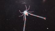 A squat lobster