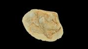 A fossil bivalve shell