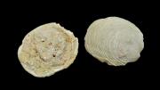 Two halfs of a fossil bivalve shell