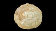 A fossil bivalve shell