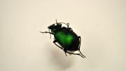 Image of a shiny green and black beetle