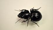 Image of a bulbous, shiny black beetle