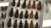 A box of various native Australian beetles