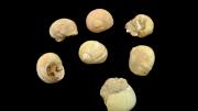 Seven fossil gastropod shells