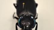 Black beetle native to Australia