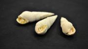 Three fossil gastropod shells