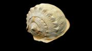 A fossil gastropod shell