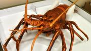 A rock lobster specimen