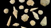 Seventeen fossil gastropod shells