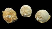 Three fossil gastropod shells