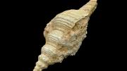 A fossil gastropod shell