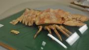 Two slipper lobster specimens