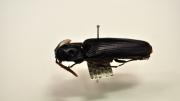 Black beetle native to Australia