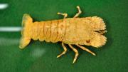 A slipper lobster specimen