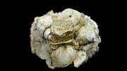 Several fossil bivalve shells bonded together