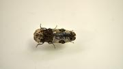 Small brownish beetle native to Australia
