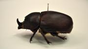 Male native Australian black beetle with horn