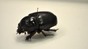 Female native Australian black beetle