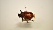 Golden coloured native rhinoceros beetle