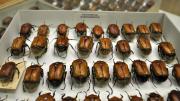 Tray of brown native Australian beetles