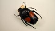 Red and black native Australian beetle