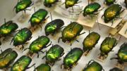 Shiny green and yellow native Australian beetles