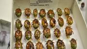 Brown native Australian beetles in a box