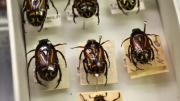 Native Australian beetles in a box