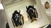 Black and creamy coloured native Australian beetles